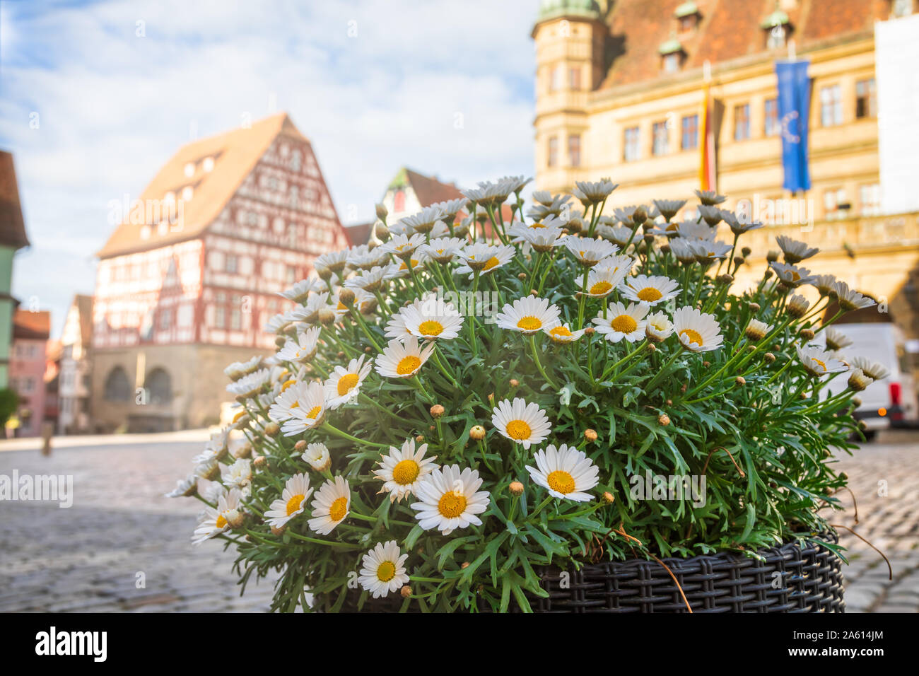 Daisy margaret flower bed à place du marché (Marktplatz) avec maisons à pans de bois en arrière-plan, Rothenburg ob der Tauber, Bavière, Allemagne, Europe, o Banque D'Images