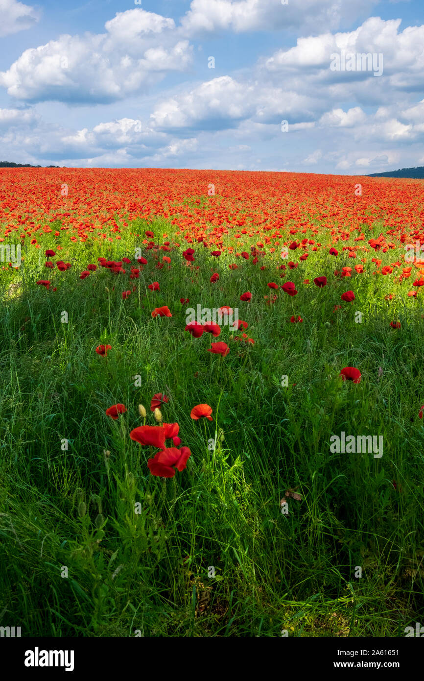 Un champ de coquelicots situé dans la belle campagne du Derbyshire, Buxton, Derbyshire, Angleterre, Royaume-Uni, Europe Banque D'Images