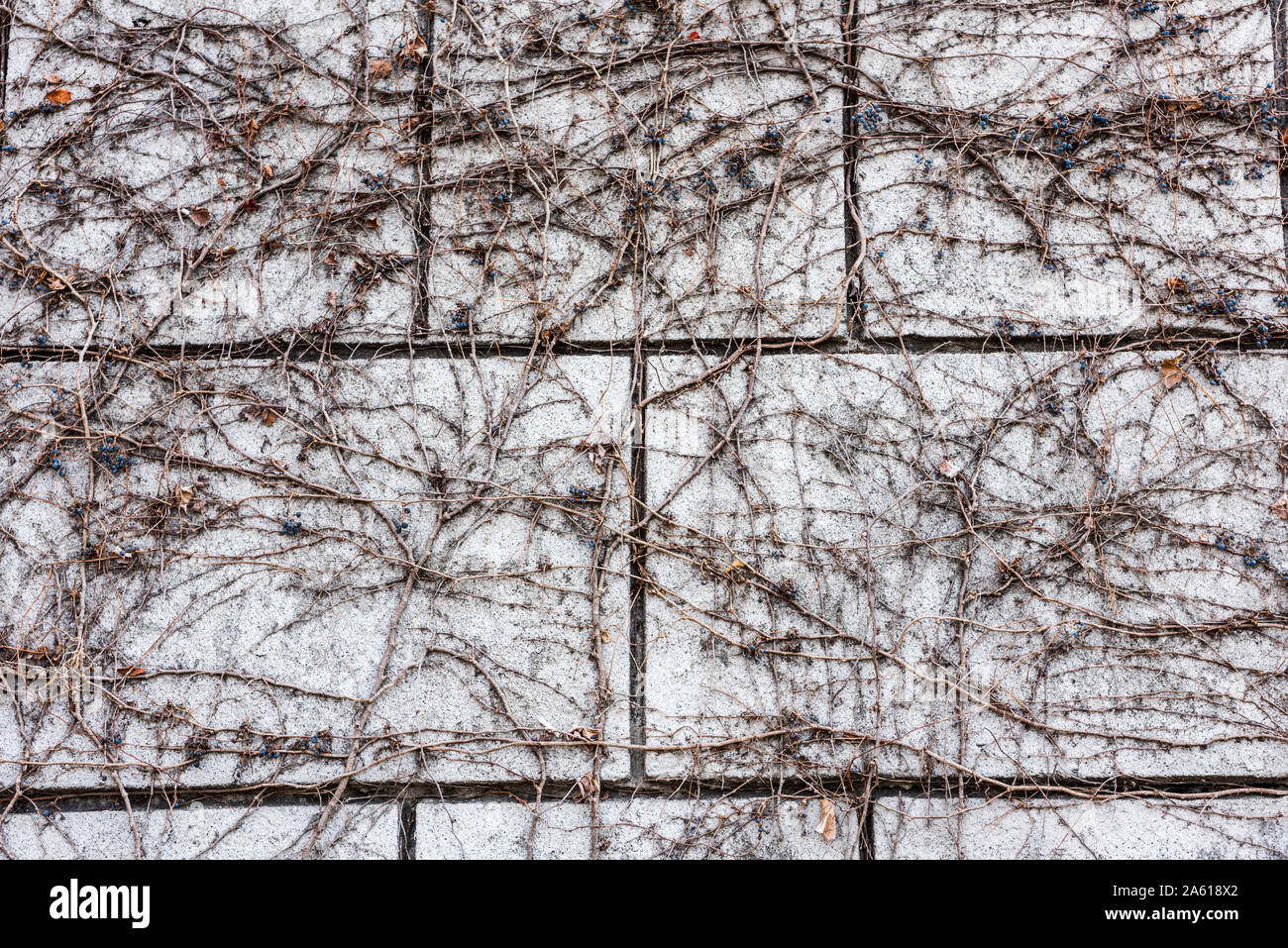 Les vignes et les fruits secs sur le mur en hiver à Séoul, Corée. Banque D'Images