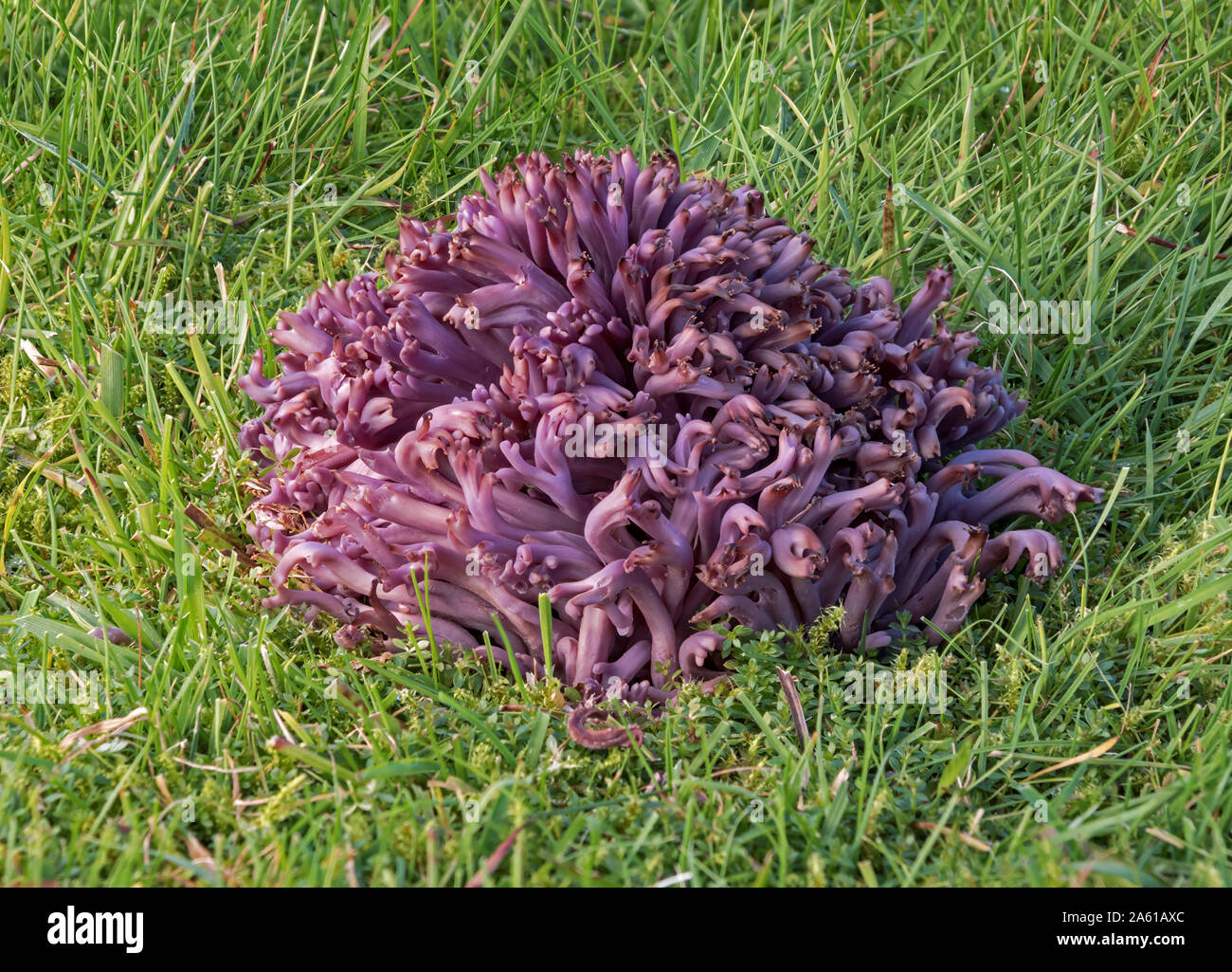 Clavaria zollingeri (violet ou Violet Corail Coral) Banque D'Images