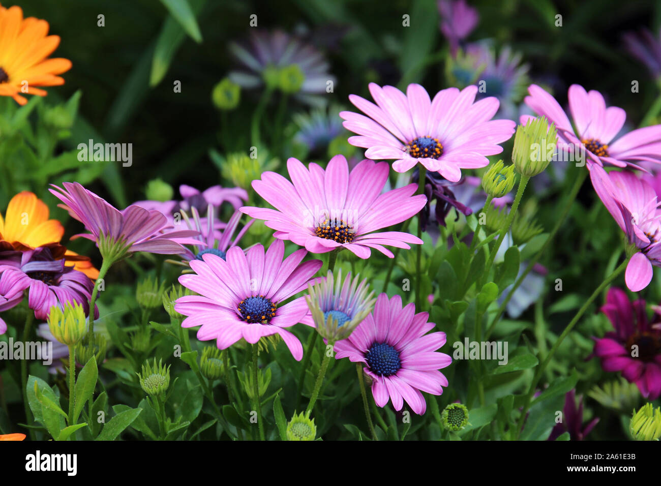 Une grappe de marguerites mauve à différents stades de floraison au printemps Banque D'Images