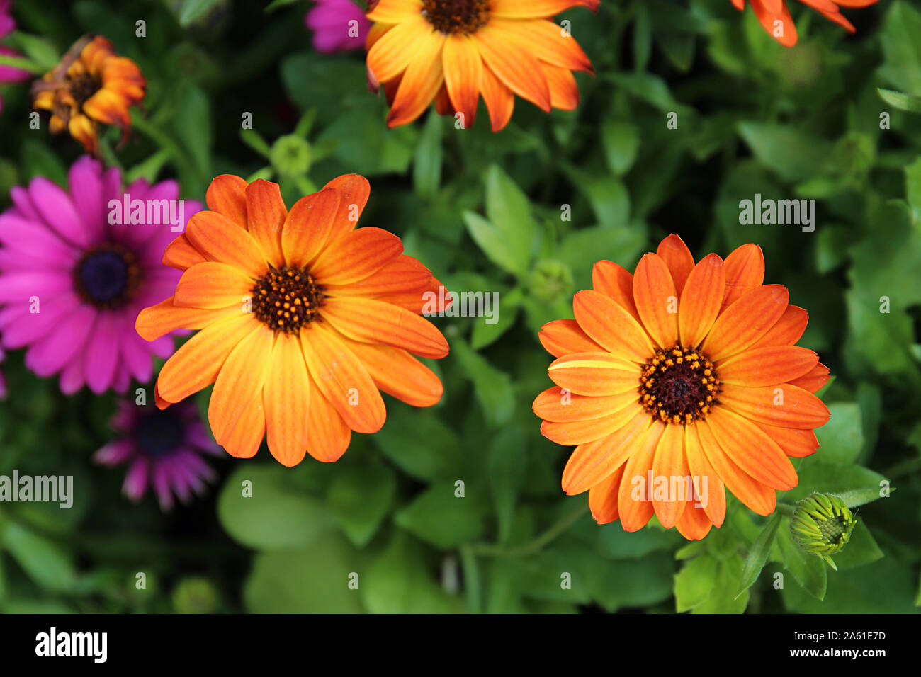 Un cluster de Marguerite Marguerites Cape Orange à différents stades de floraison de marguerites mauve à l'arrière-plan Banque D'Images