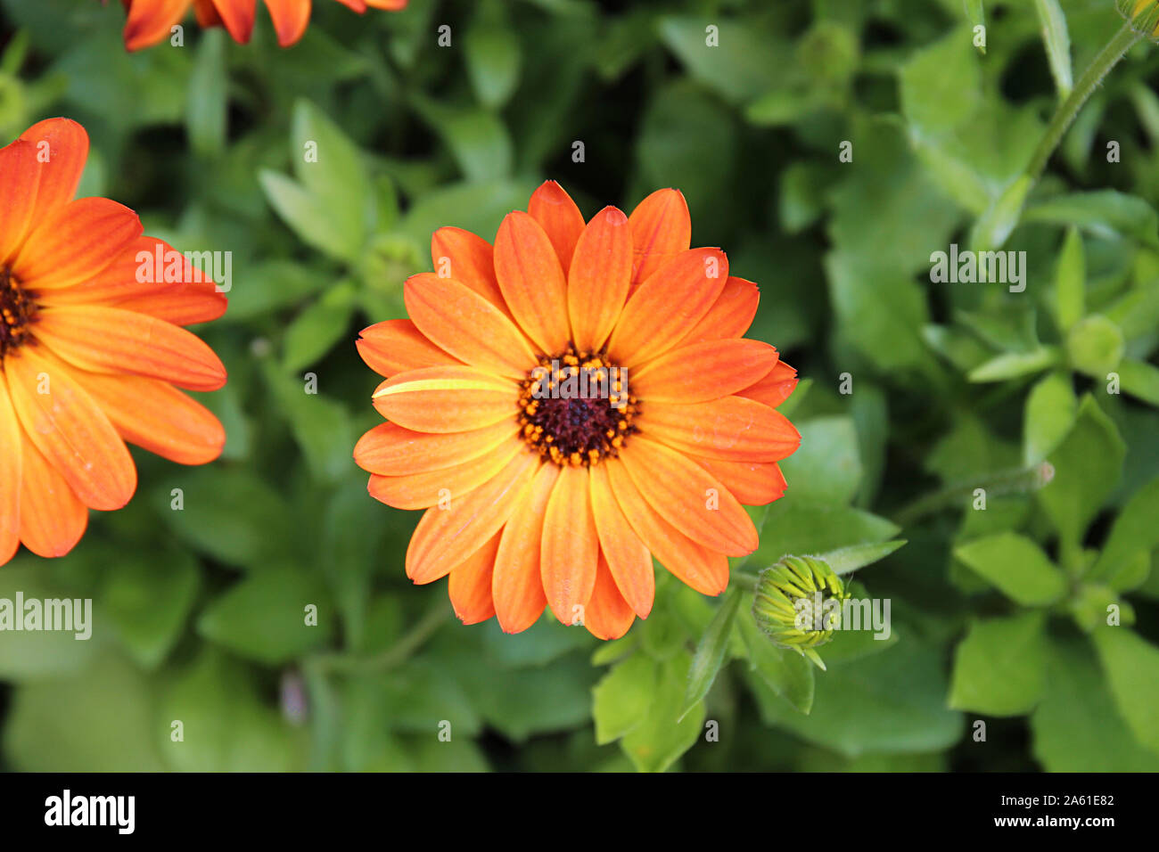 Close up of Margarita Orange Cape Daisies à différents stades de floraison Banque D'Images