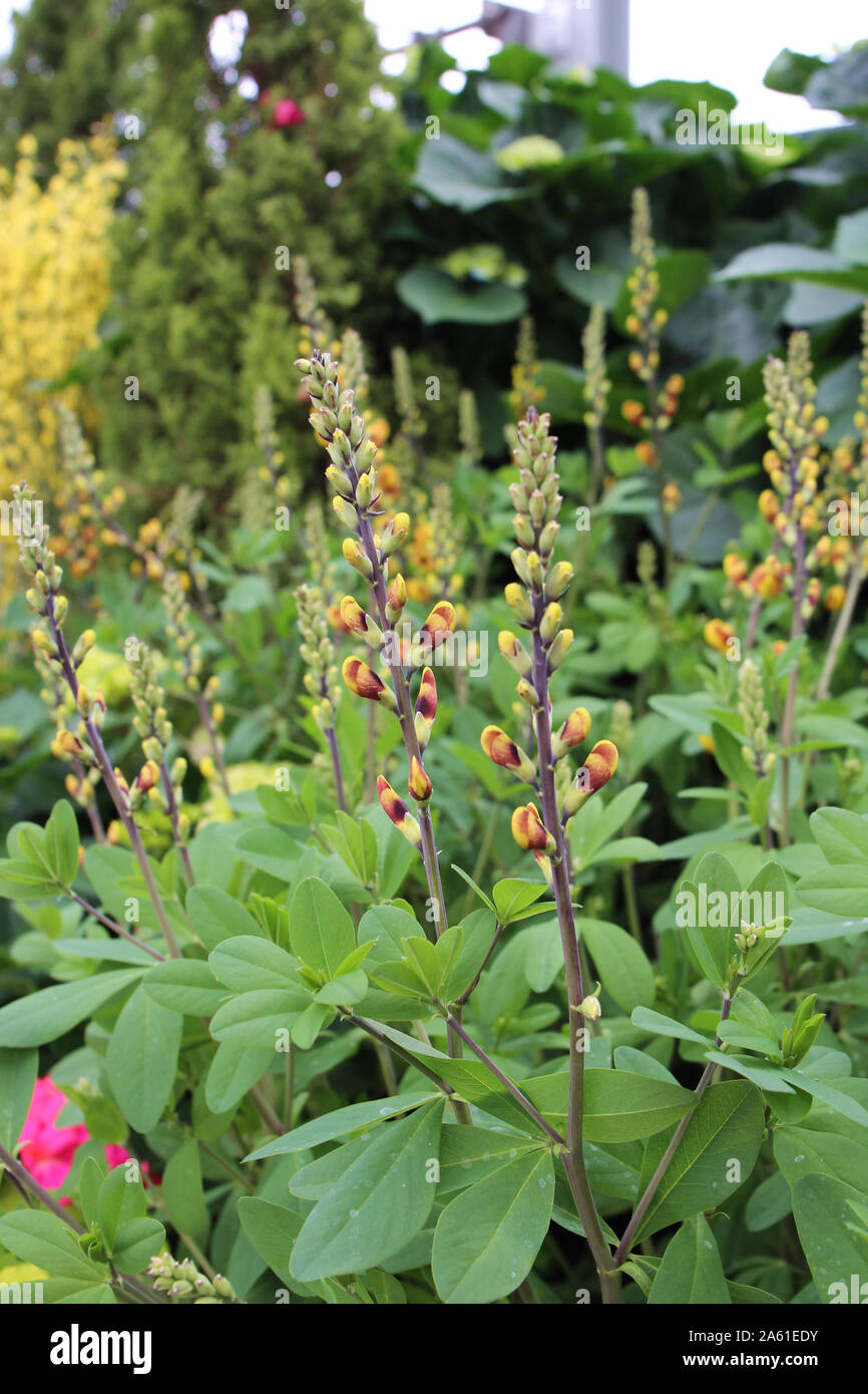 Tiges de cerises Jubilé, faux indigo Baptisia hybrid s'apprête à fleurir au printemps Banque D'Images