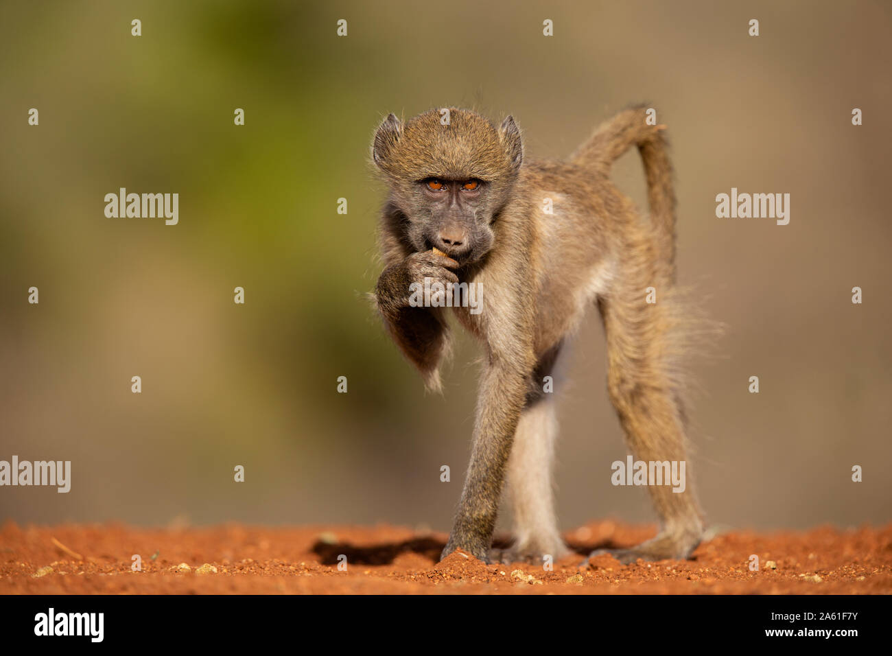 Babouin Chacma juvénile (Papio ursinus), Karongwe Game Reserve, Afrique du Sud Banque D'Images