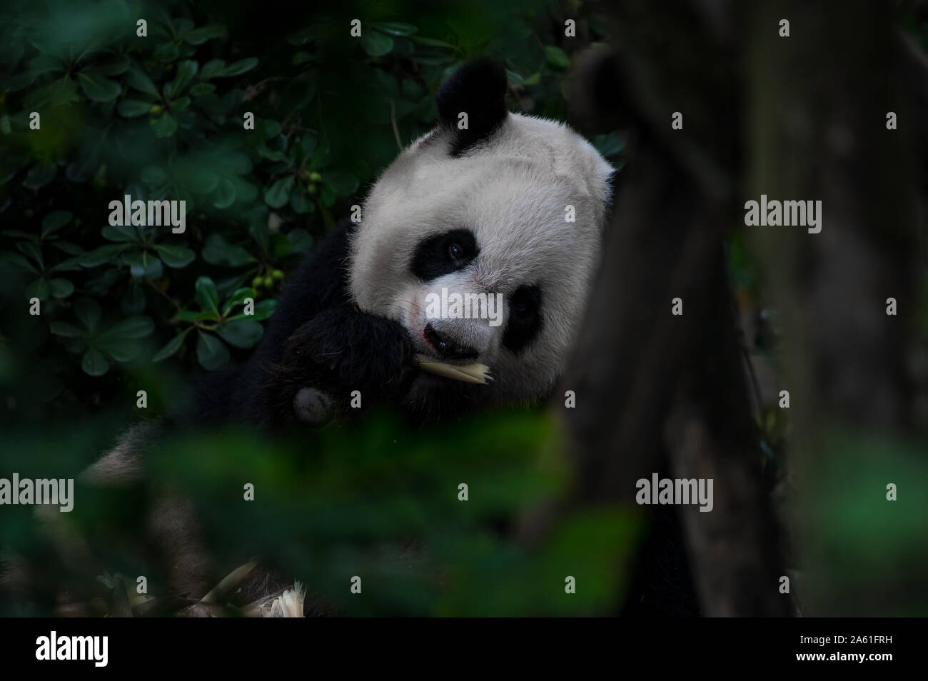 Big Fat lazy panda géant mange de bambou dans la forêt. Voir à travers les branches, feuilles et d'arbres. Espèces en péril. Banque D'Images