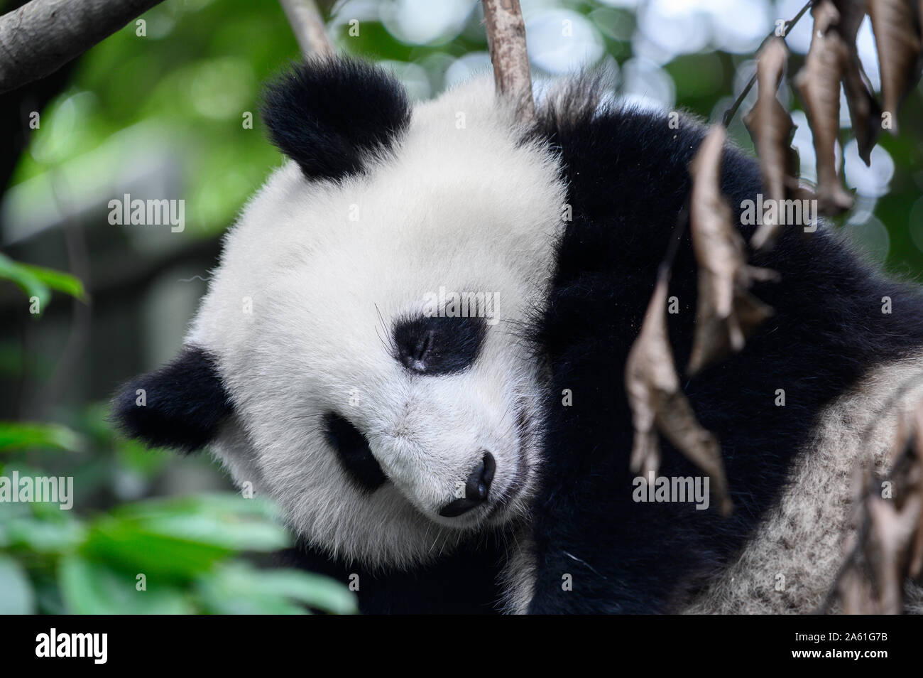 Baby Grand Panda Cub Dort Sur L Arbre Entre Les Branches Et Les Feuilles Apres Avoir Mange Le Bambou Pour Le Petit Dejeuner A Chengdu Sichuan Chine Photo Stock Alamy