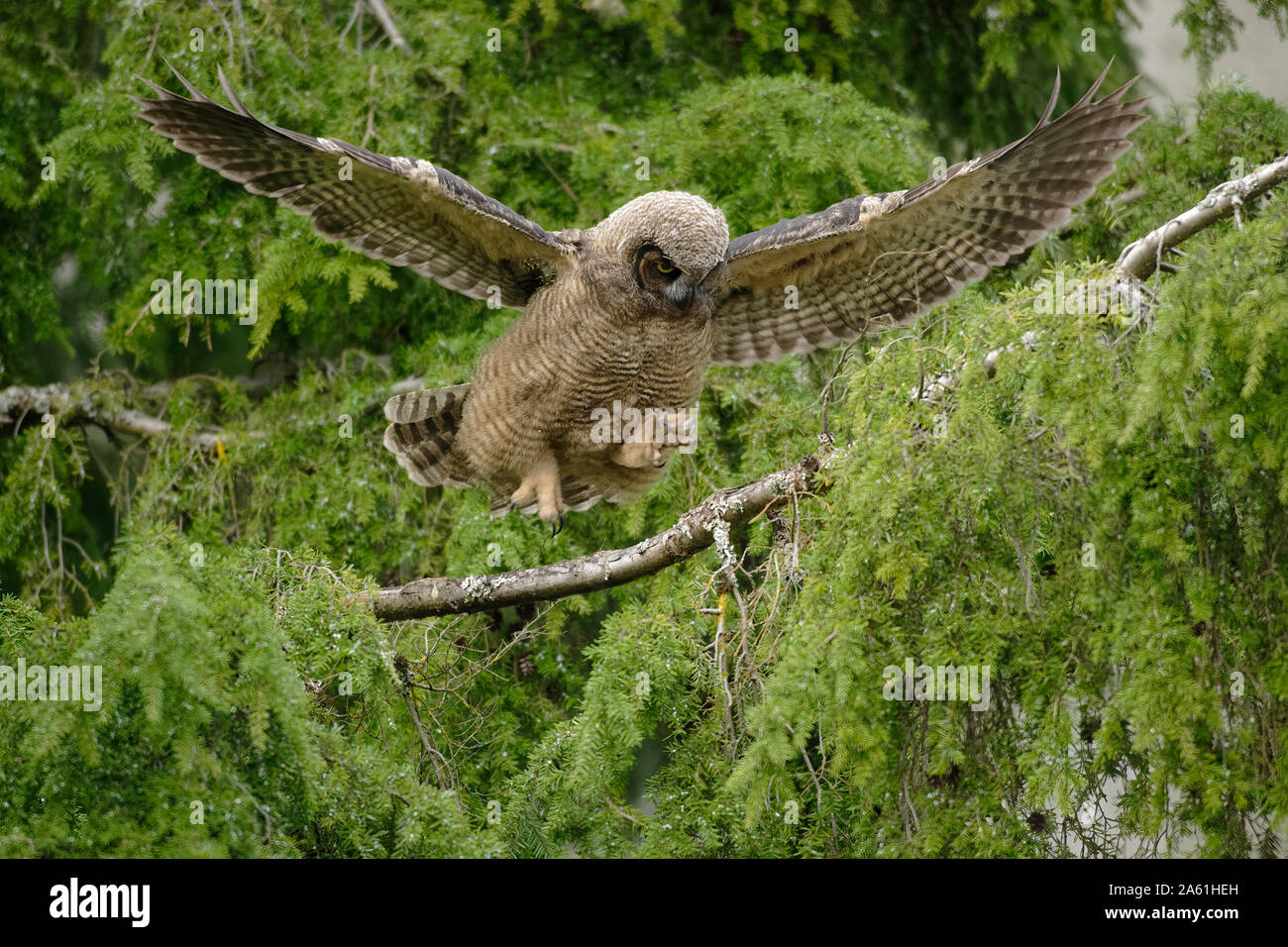 Grand-duc d'Amérique les ailes battantes naissante dans l'arbre-Victoria, Colombie-Britannique, Canada. Banque D'Images