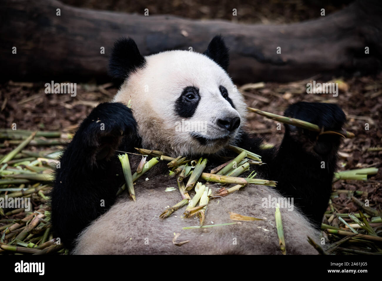 Paresseux grand panda de graisse est assis et manger du bambou du panier. Chengdu, Sichuan, Chine. Banque D'Images