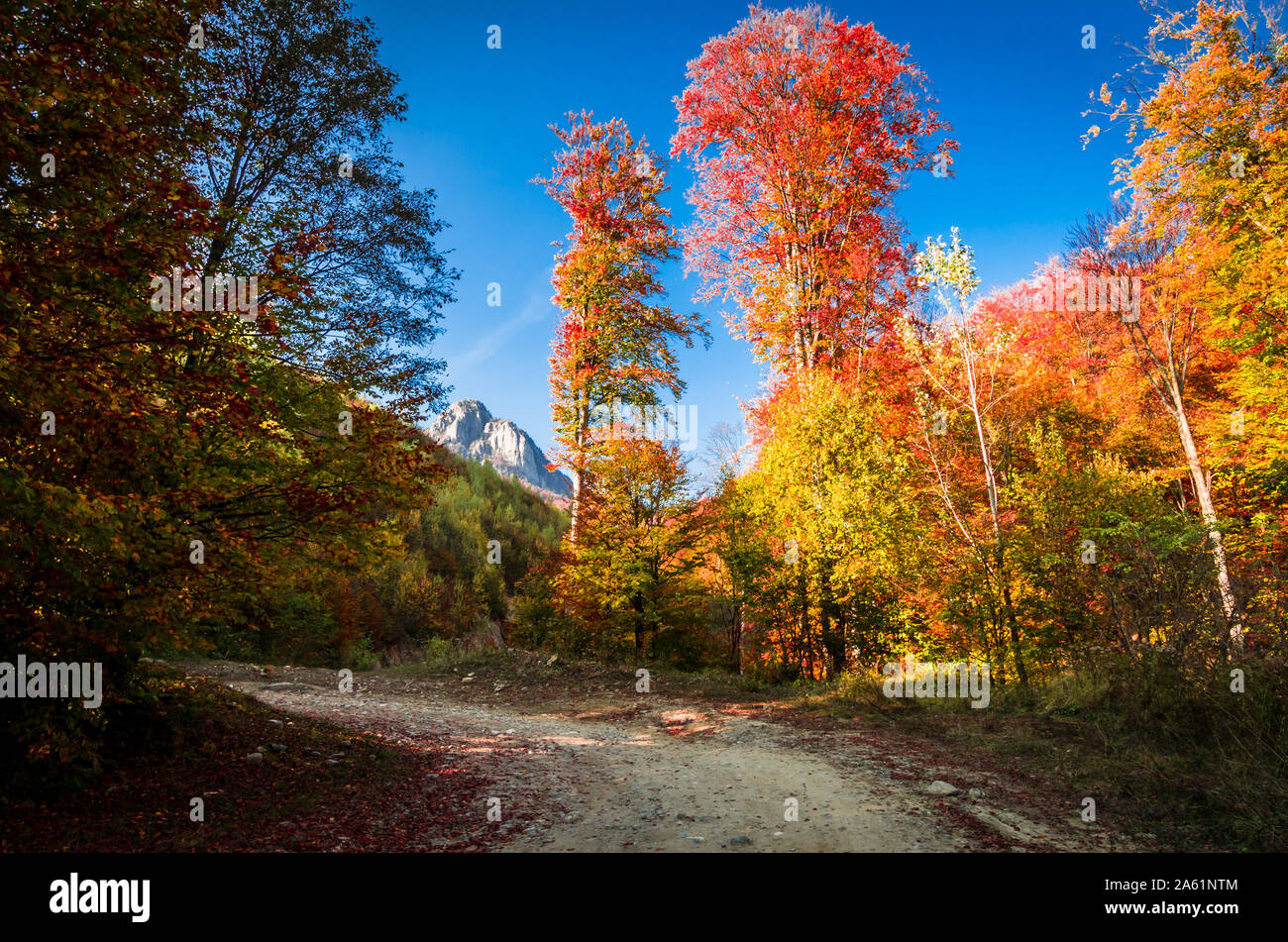 L'automne dans Vanturarita Buila, montagnes des Carpates, en Roumanie. Des couleurs d'automne en forêt. Paysages de la nature avec lumière du soleil à travers les branches des arbres. Co Banque D'Images