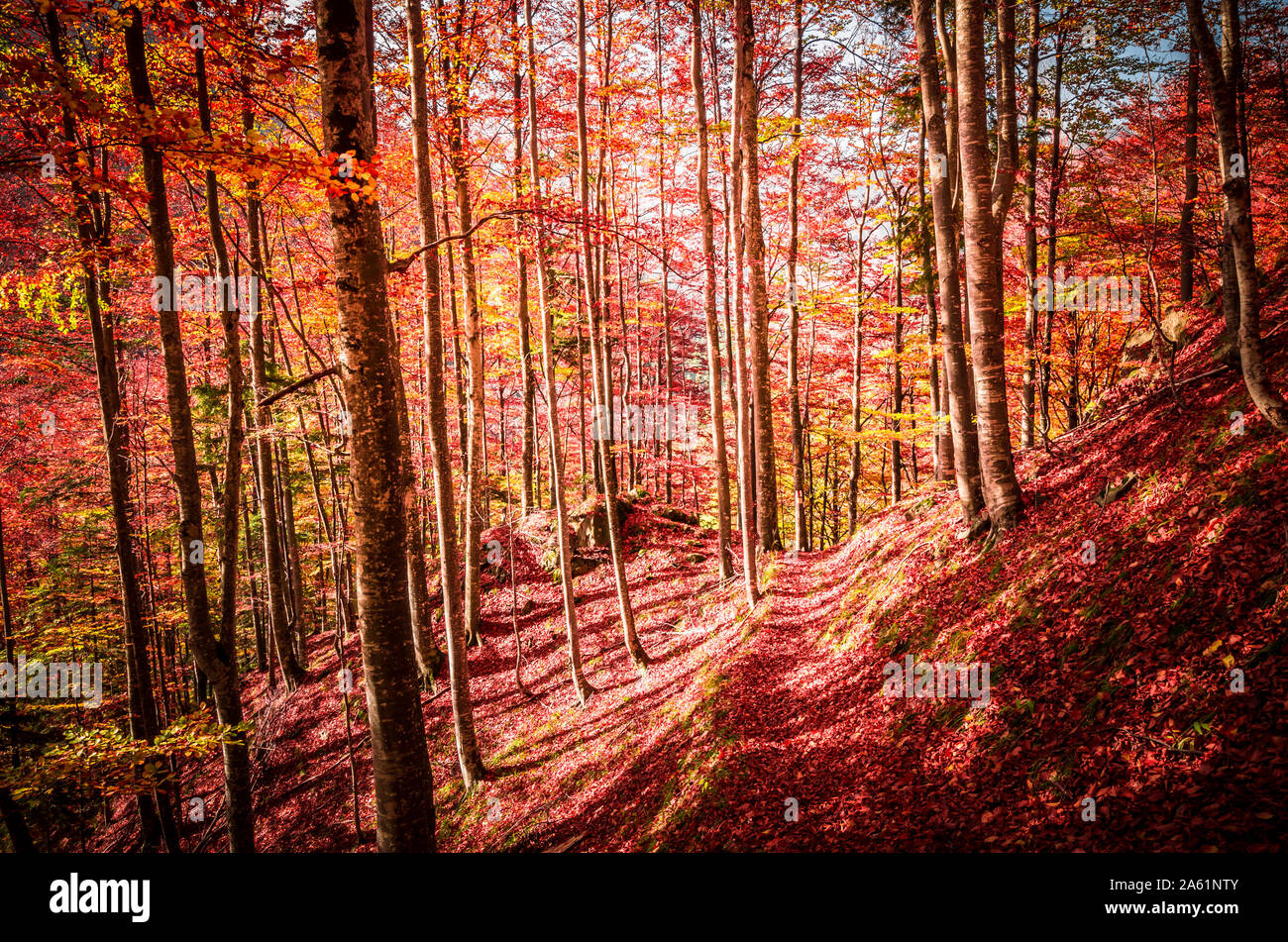 L'automne dans Vanturarita Buila, montagnes des Carpates, en Roumanie. Des couleurs d'automne en forêt. Paysages de la nature avec lumière du soleil à travers les branches des arbres. Co Banque D'Images