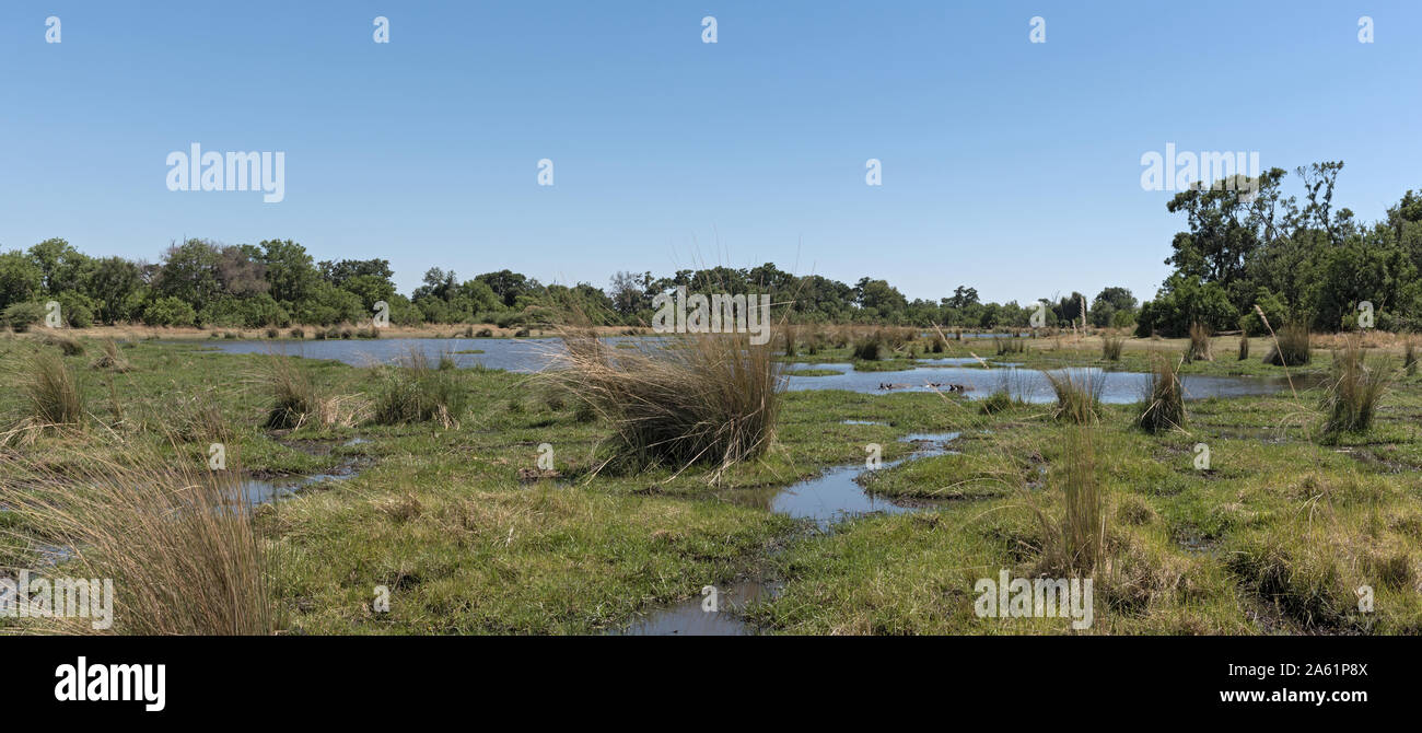 Les marécages du delta de l'Okavango en été de Moremi Delta de l'Okavango au Botswana Banque D'Images