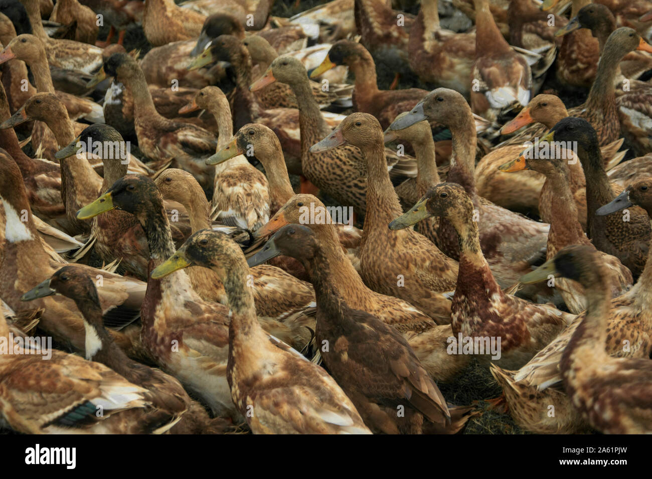 Troupeau de canards Banque D'Images