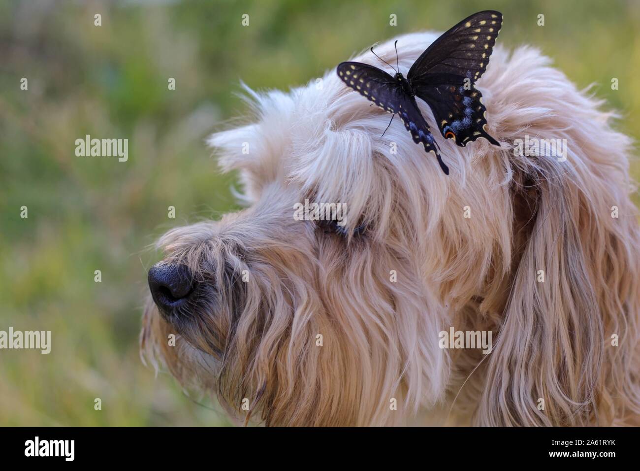 Papillon noir assis sur une petite tête de chien. Banque D'Images