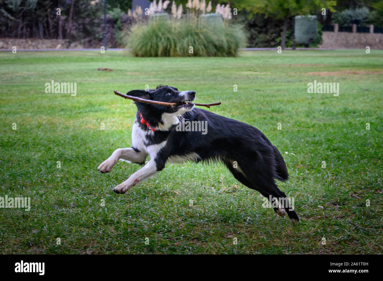 Border Collie chien dans le champ tournant et heureux avec le bâton dans sa bouche et en sautant dans l'herbe Banque D'Images
