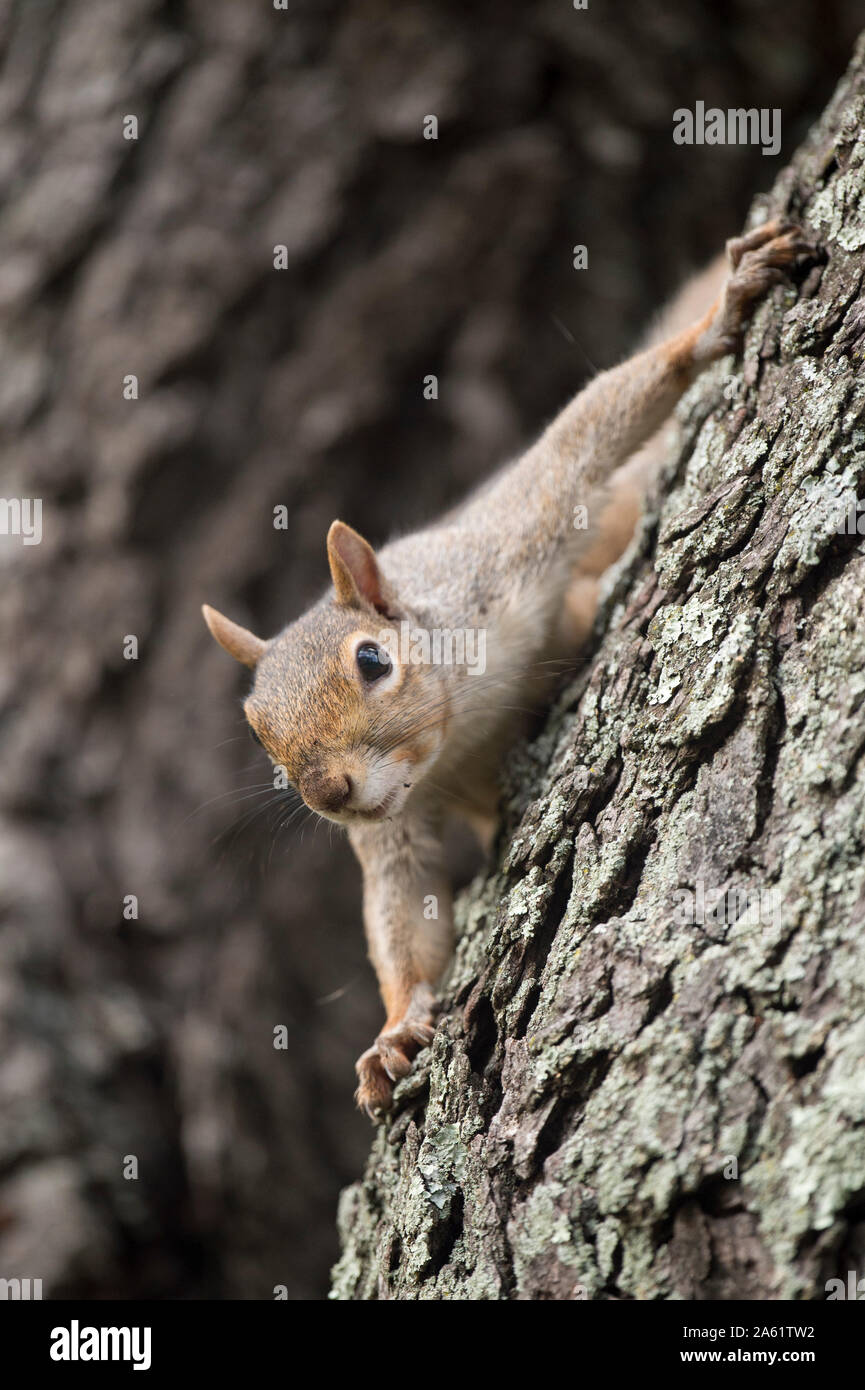 Un écureuil gris de l'accroche à un arbre alors que, curieusement, regardant la caméra. Banque D'Images