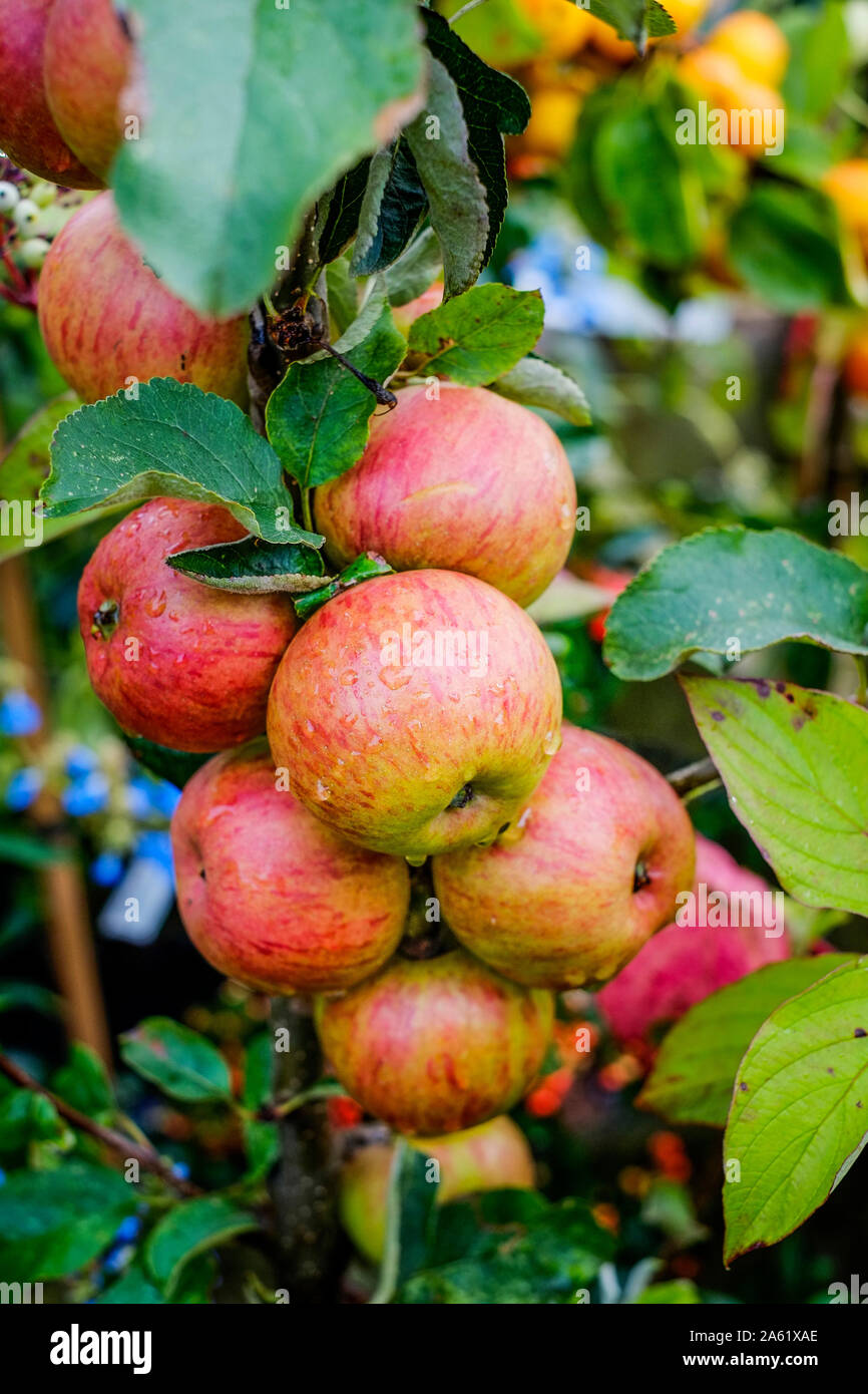 Les pommes de Devon Star variété régionale poussant sur un arbre. Banque D'Images