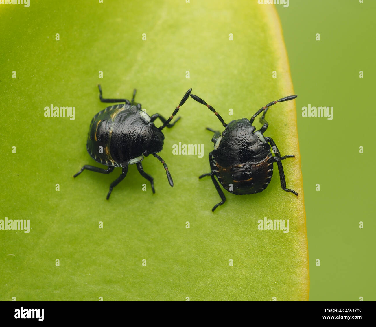 Stade précoce les nymphes Shieldbug vert assis sur feuille. Tipperary, Irlande Banque D'Images