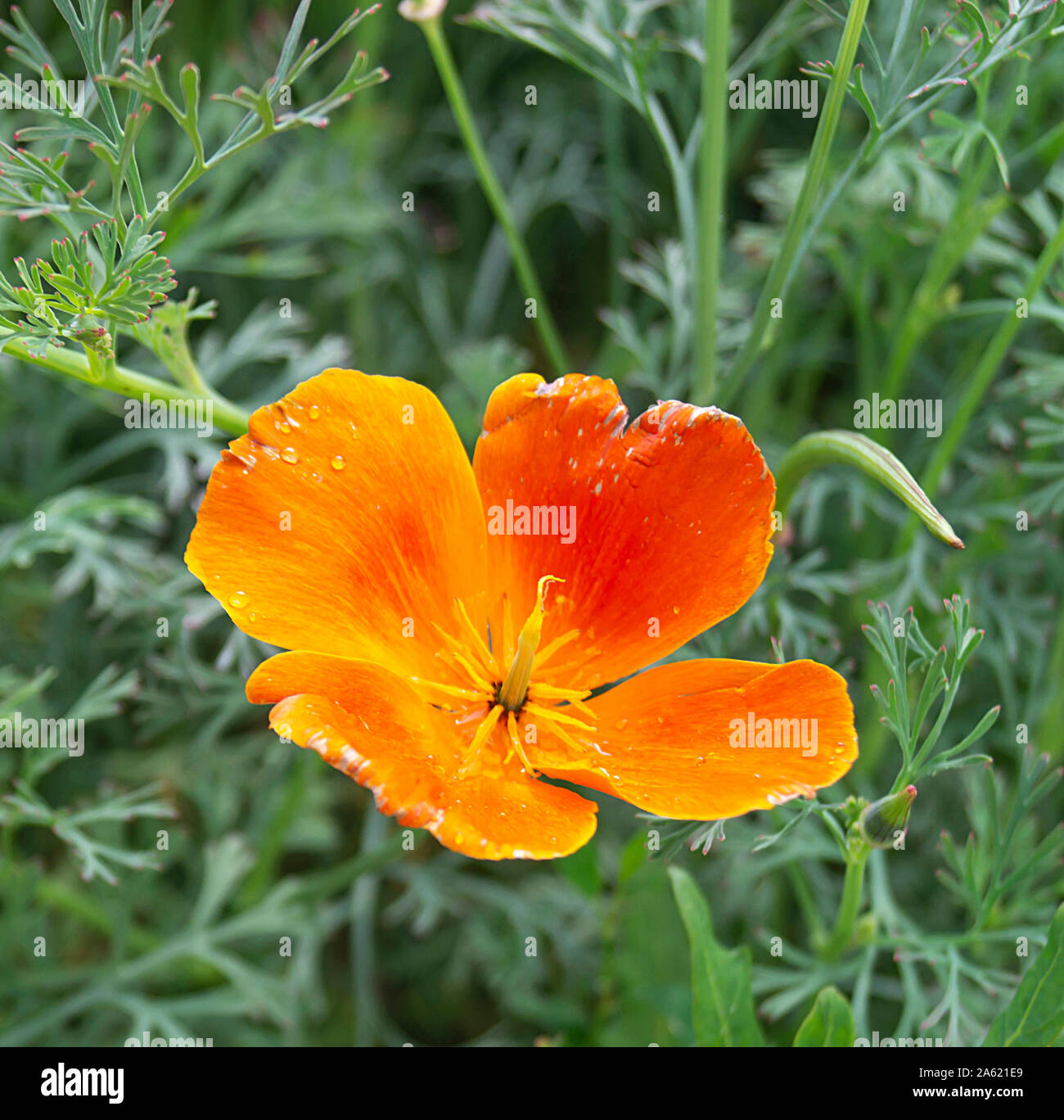 Belle fleur orange sur fond de l'herbe verte pousse dans jardin d'ici l'été Banque D'Images