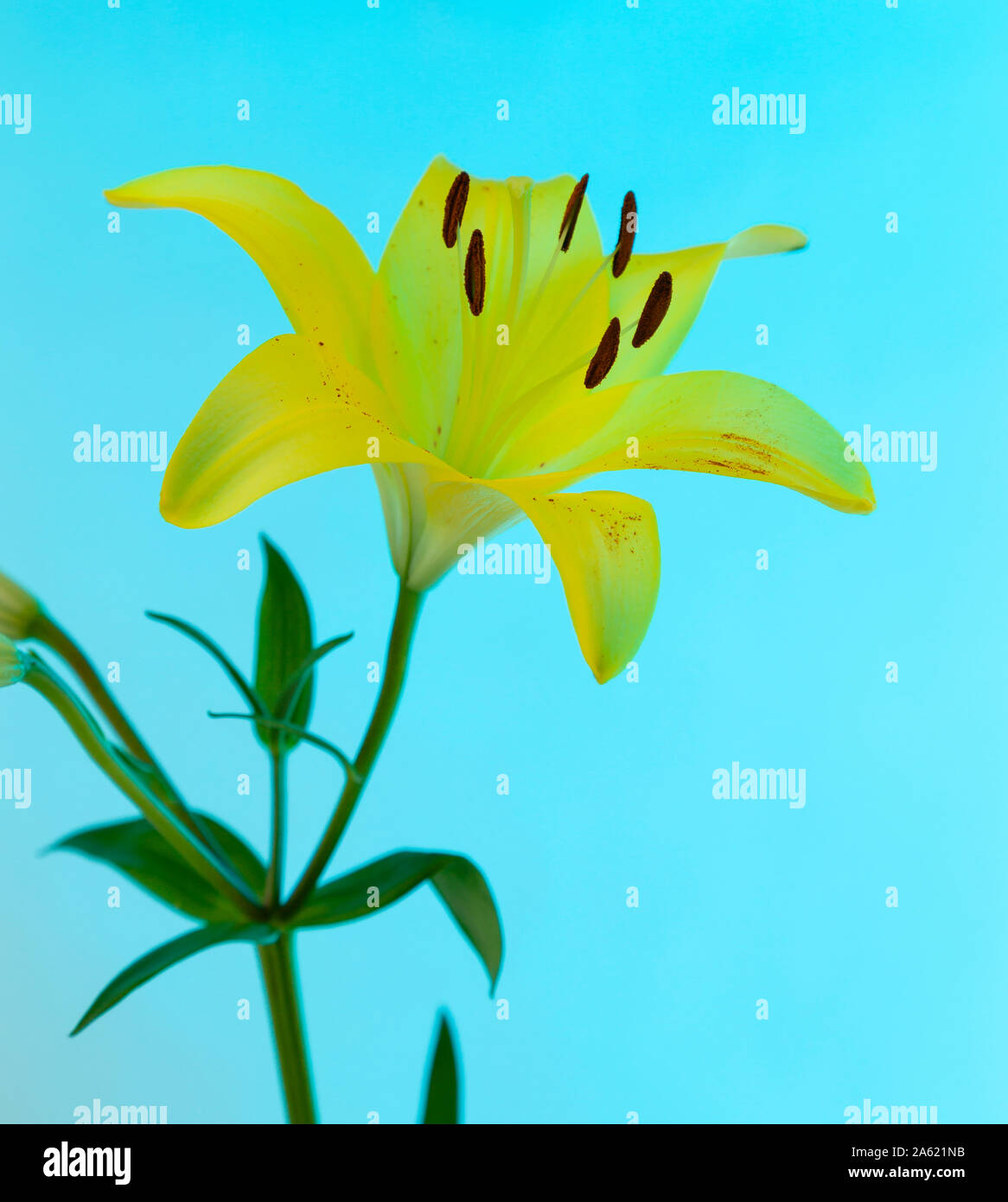 Une Lily fleur Lillium asiatique jaune avec tige et feuilles vertes sur fond bleu. Banque D'Images