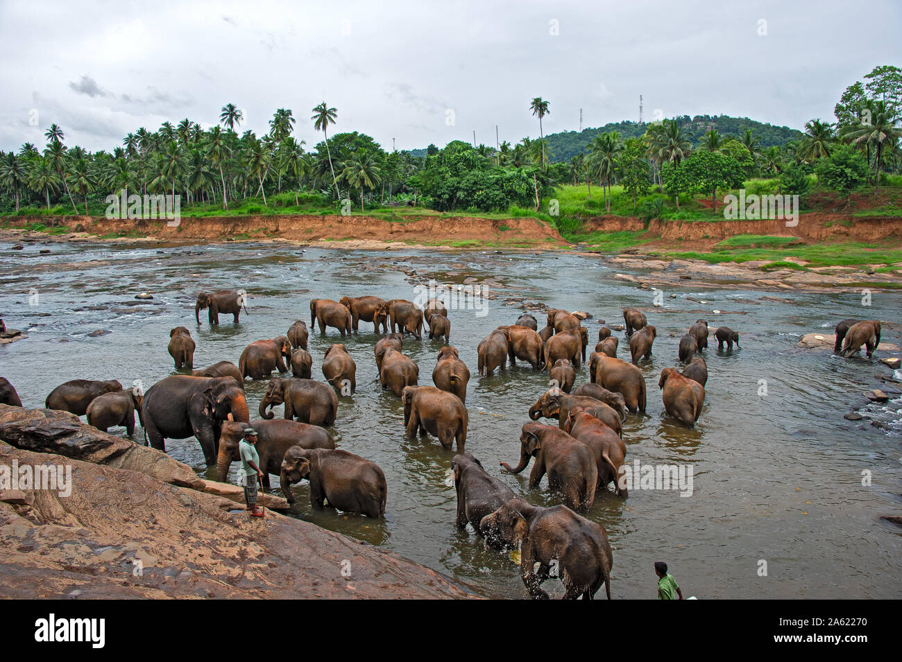 , Pinnawala Sri Lanka, l'orphelinat des éléphants - Juillet 2011 : les éléphants à la rivière Banque D'Images