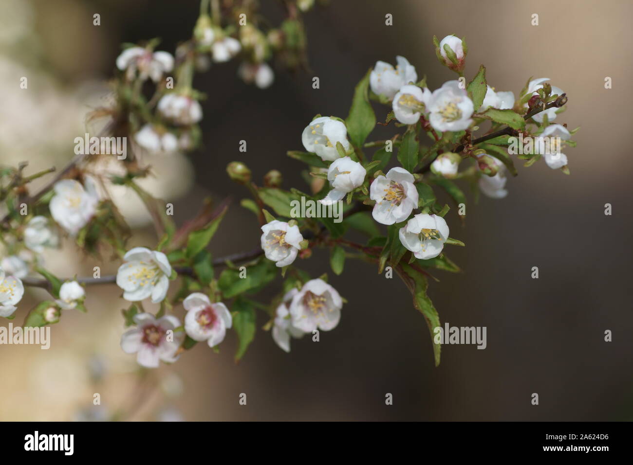 Prunus incisa 'Kojo-no-mai' Banque D'Images