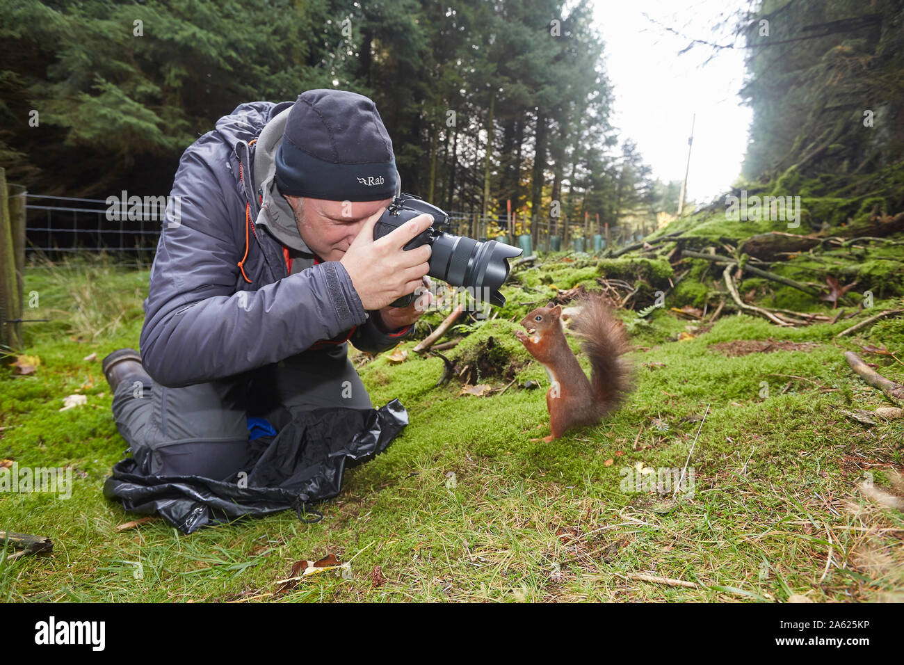Photographe prendre des photos d'un écureuil roux, Sciurus vulgaris, c'est posant devant la caméra, Hawes, Yorkshire Dales Nati Banque D'Images