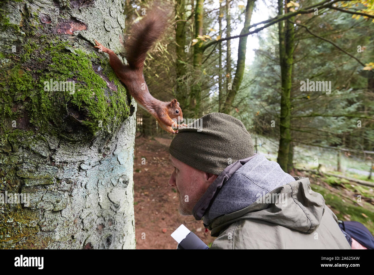 Photographe prendre des photos d'un écureuil roux, Sciurus vulgaris, c'est tenant son chapeau, Hawes, Yorkshire Dales Nati Banque D'Images