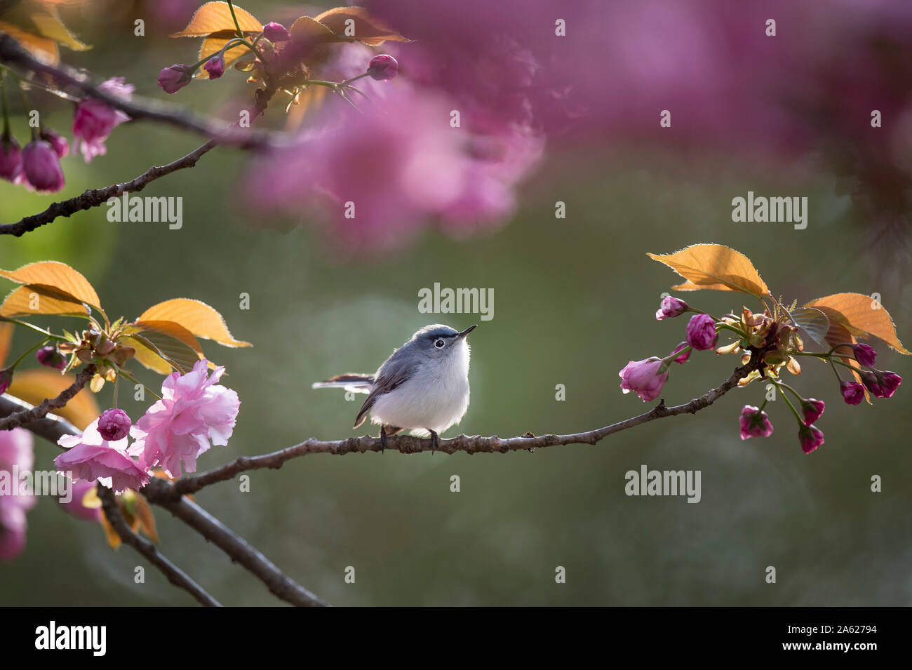 Gobemoucheron gris-bleu perché sur une branche pleine de fleurs de cerisier rose clair comme il brille dans la lumière du soleil douce soirée avec un arrière-plan. Banque D'Images