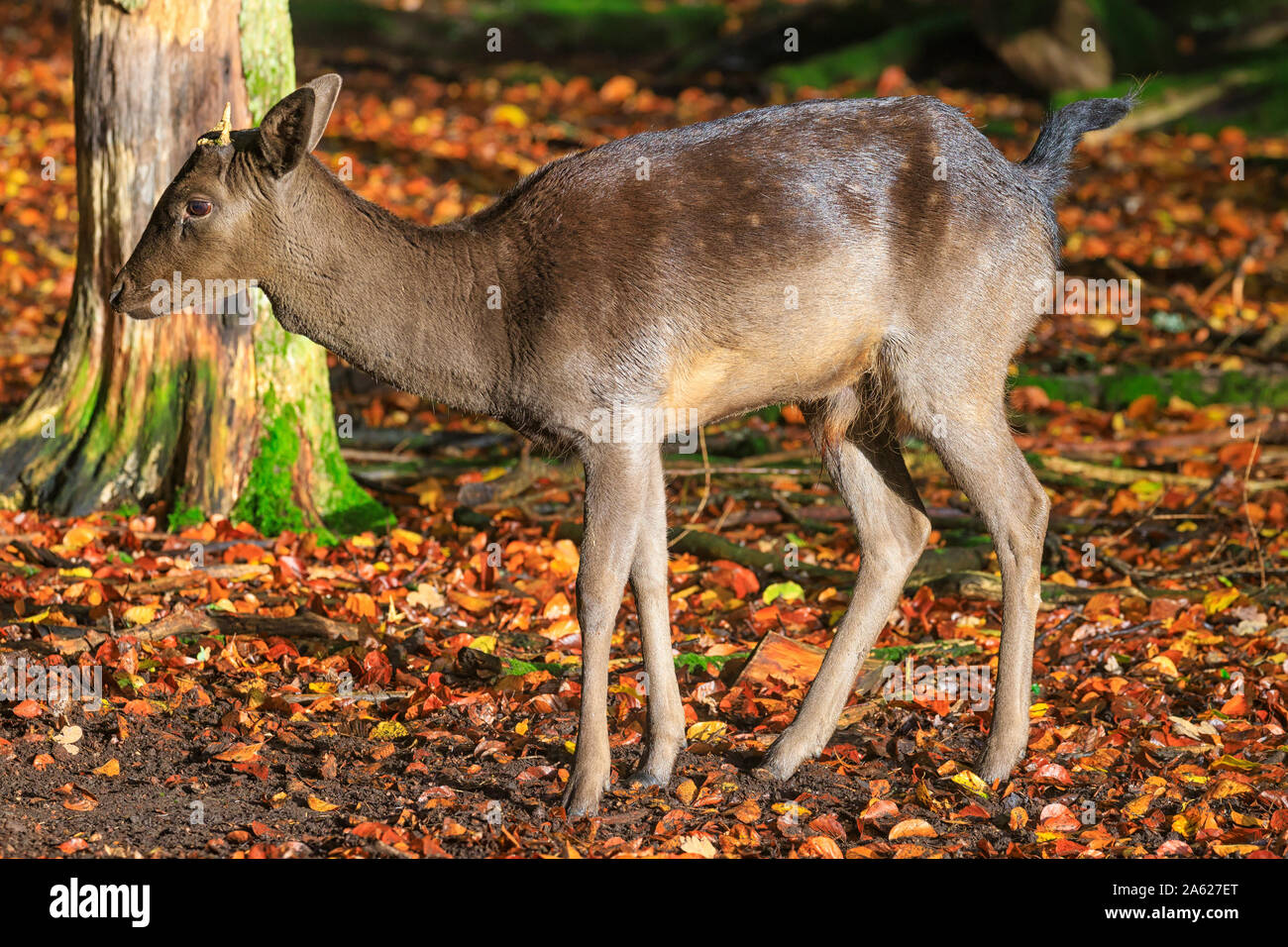 Préserver la faune/Saurucken Naturpark Schönbuch Banque D'Images