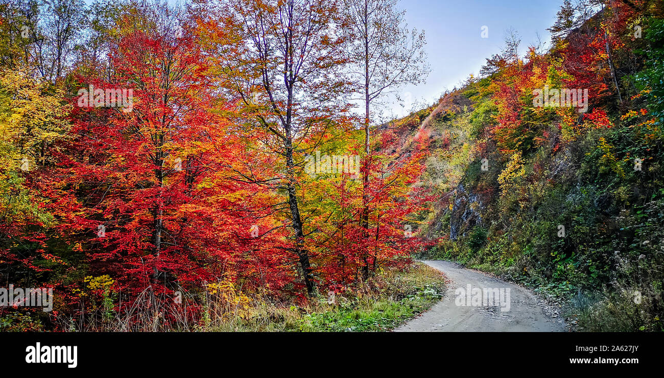 L'automne dans Vanturarita Buila, montagnes des Carpates, en Roumanie. Des couleurs d'automne en forêt. Paysages de la nature avec lumière du soleil à travers les branches des arbres. Co Banque D'Images