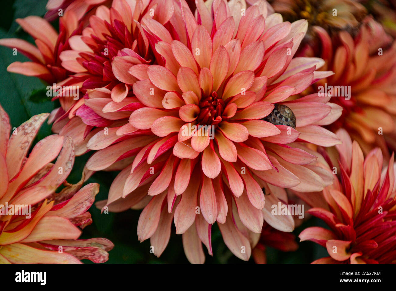 Blumen im blühenden Barock zur Kürbisausstellung / Herbstblumen Herbstdekoration / Fleurs / blooming Baroque en citrouille pour exposition / automne bleu ... Banque D'Images