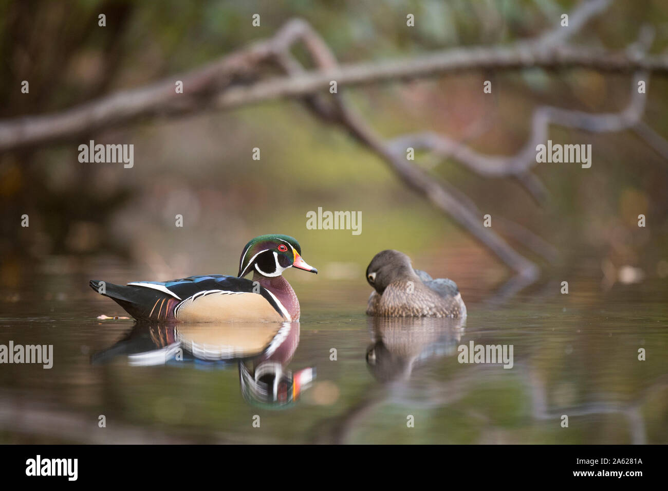 Le Canard branchu mâle et femelle nager sur un étang calme en automne avec les arbres se reflétant dans le calme de l'eau claire dans les nuages la lumière. Banque D'Images