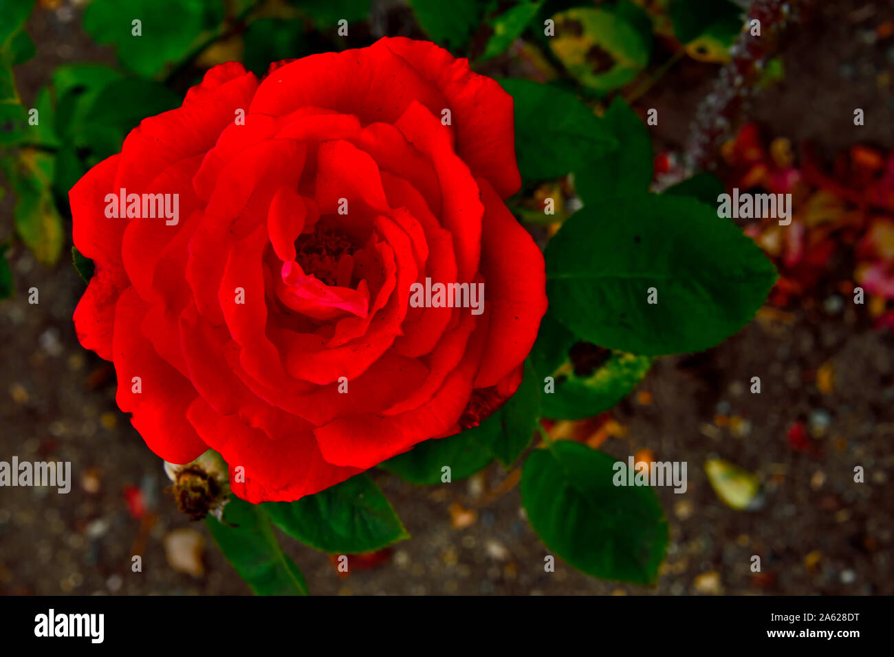 Regardant vers le bas sur une rose rouge qui se développe dans un jardin de roses sur l'île de Vancouver en Colombie-Britannique, Canada. Banque D'Images