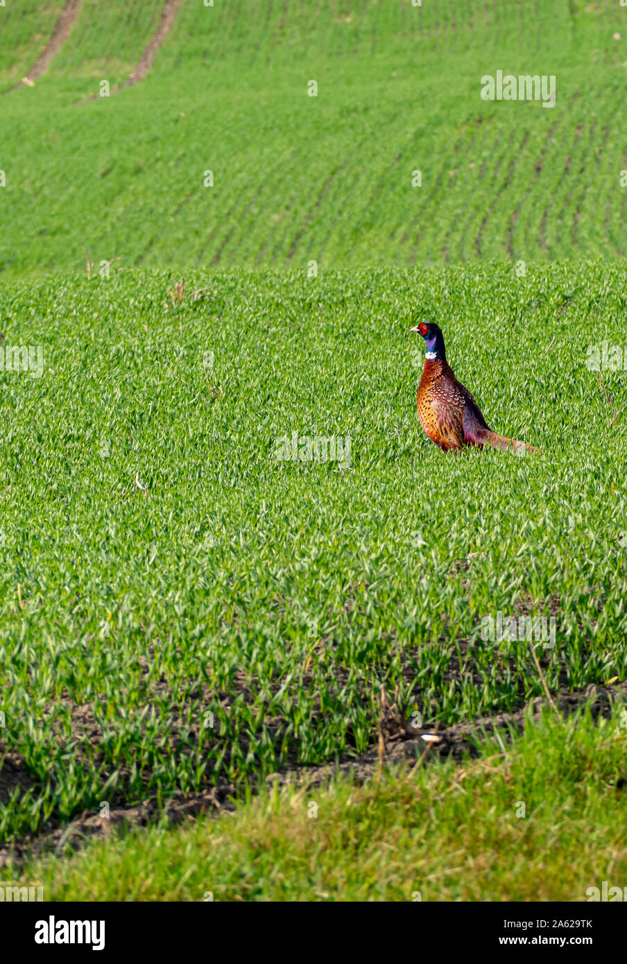 Grand Tétras Tetrao urogallus dans la nature sur le terrain Banque D'Images