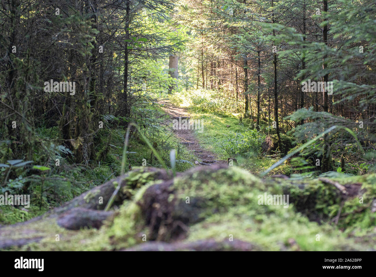 Petit chemin dans une forêt à la fin de l'été Banque D'Images