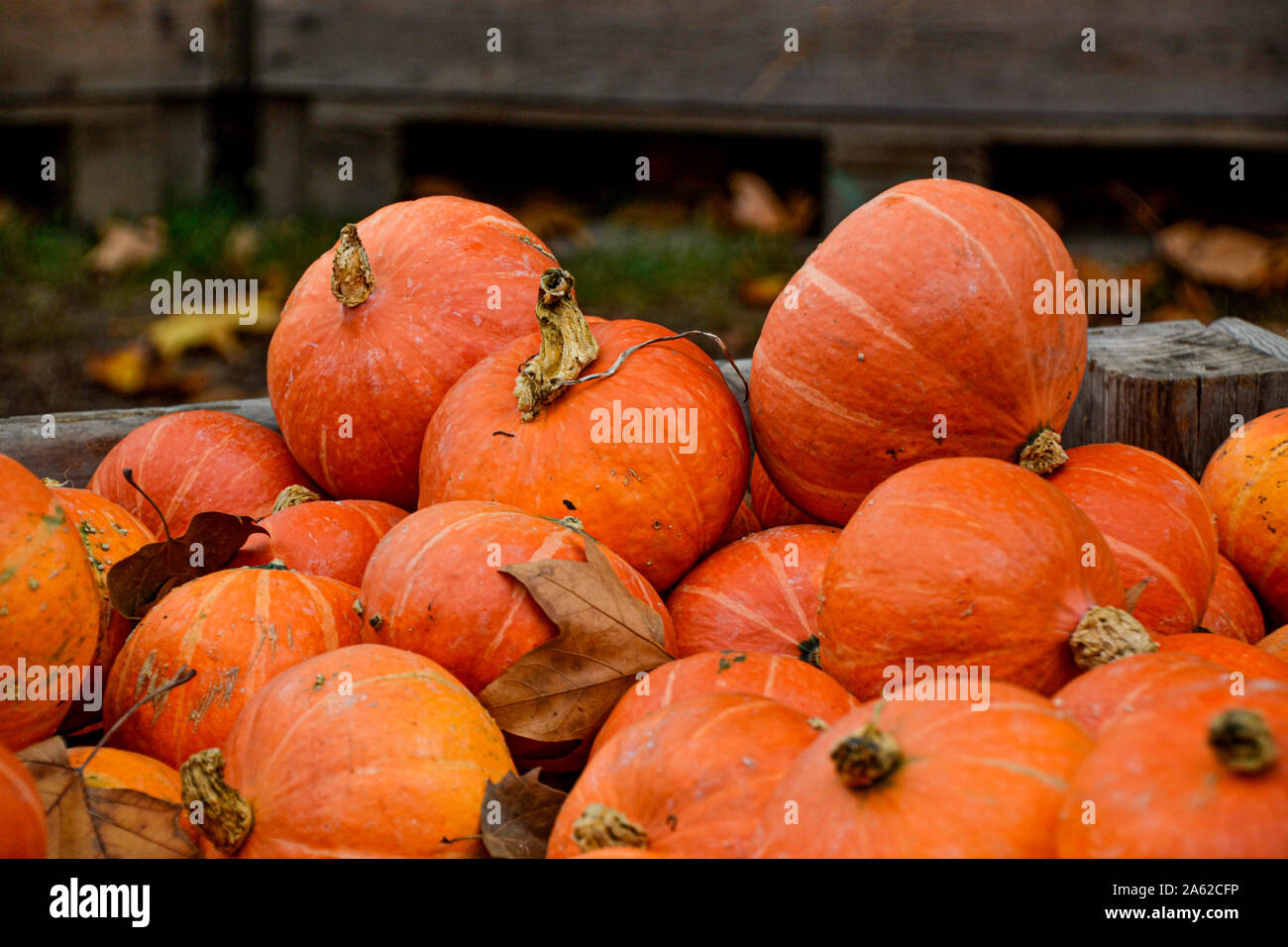 Kürbis Sammlung in verschiedenen Farben / / Herbstdekoration Halloween Dekoration / Herbstbilder / collection citrouille en différentes couleurs / halloween Banque D'Images