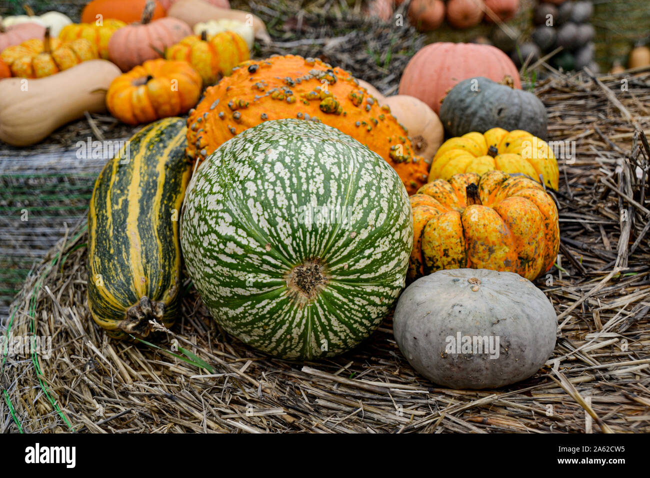 Kürbis Sammlung in verschiedenen Farben / / Herbstdekoration Halloween Dekoration / Herbstbilder / collection citrouille en différentes couleurs / halloween Banque D'Images