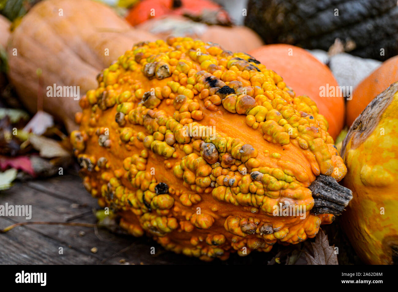 Kürbis Sammlung in verschiedenen Farben / / Herbstdekoration Halloween Dekoration / Herbstbilder / collection citrouille en différentes couleurs / halloween Banque D'Images