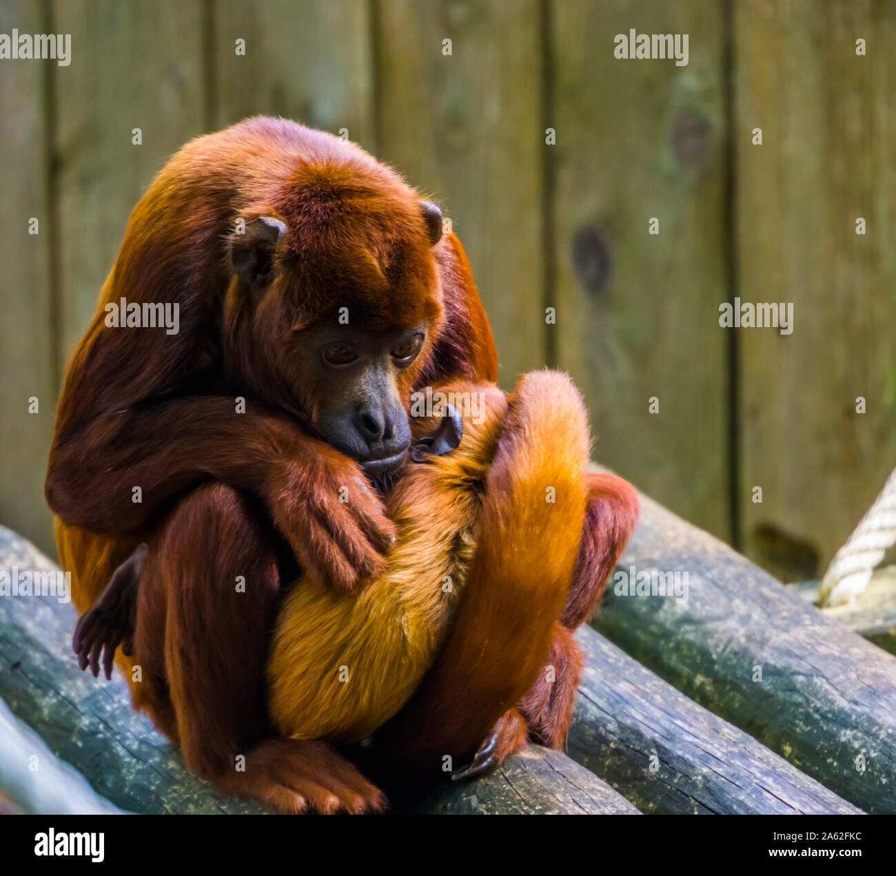 La mère à titi cuivrée de câlins avec son nourrisson, singe avec bébé, espèce de primates tropicaux de l'Amérique du Sud Banque D'Images