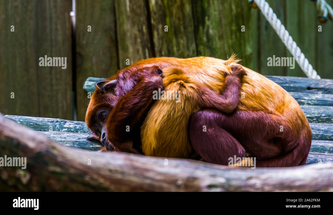 Libre d'une mère titi cuivrée de câlins avec son nourrisson, bébé singe avec tropical exotique, espèce de primates d'Amérique du Sud Banque D'Images