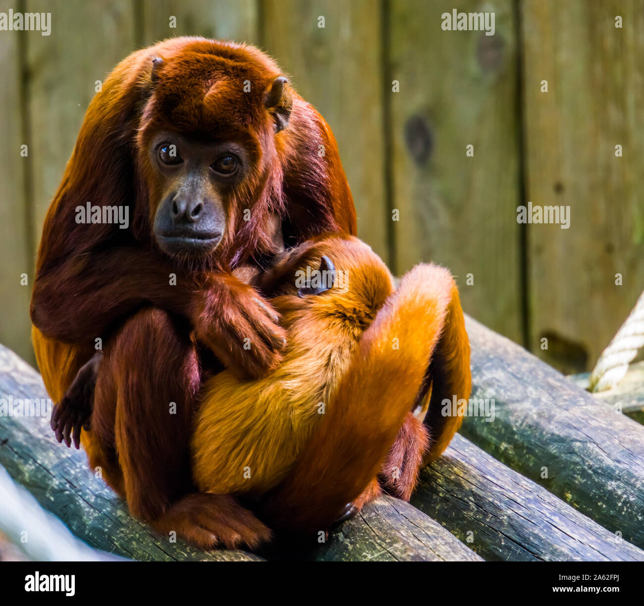 Magnifique portrait d'une titi cuivré avec son nourrisson, la mère singe de câlins avec son bébé, le comportement des primates Banque D'Images