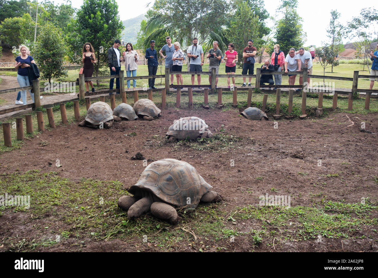 Maurice tortues géantes ; un groupe de tortues géantes d'Aldabra ( Aldabrachelys gigantea) ; et les touristes à Chamarel, Ile Maurice Banque D'Images