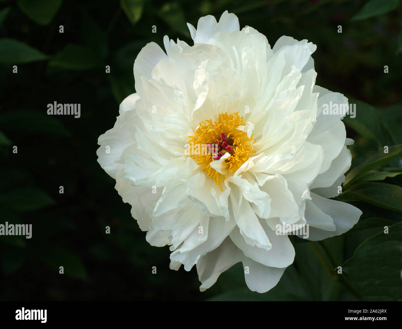 Paeonia Orchid Anne. Fleur de pivoine blanche double. Paeonia lactiflora pivoine chinoise (ou même jardin pivoine). Belles pivoines blanches et roses Banque D'Images