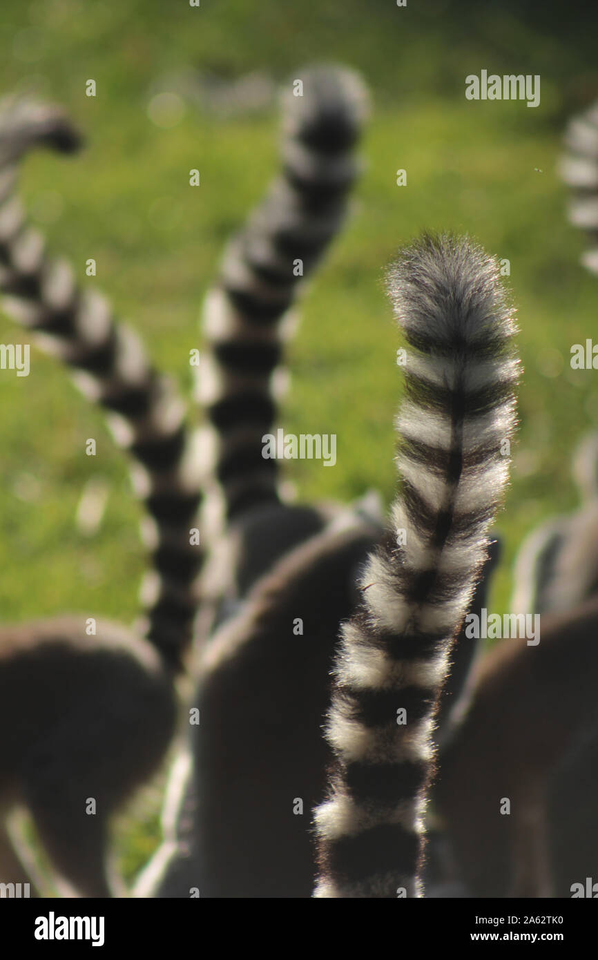 Groupe des lémuriens - ring-tailed lemur catta Banque D'Images