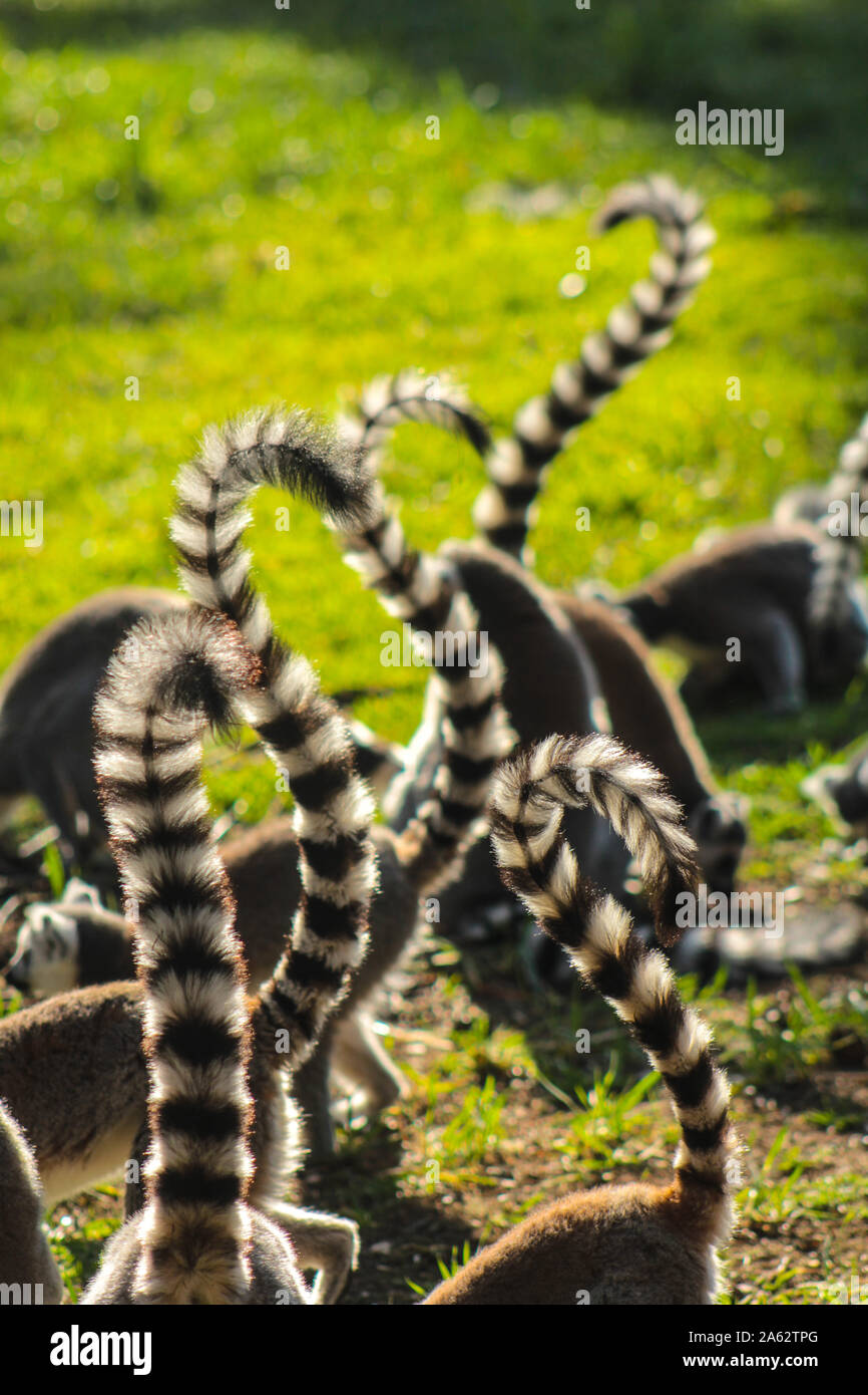Groupe des lémuriens - ring-tailed lemur catta Banque D'Images