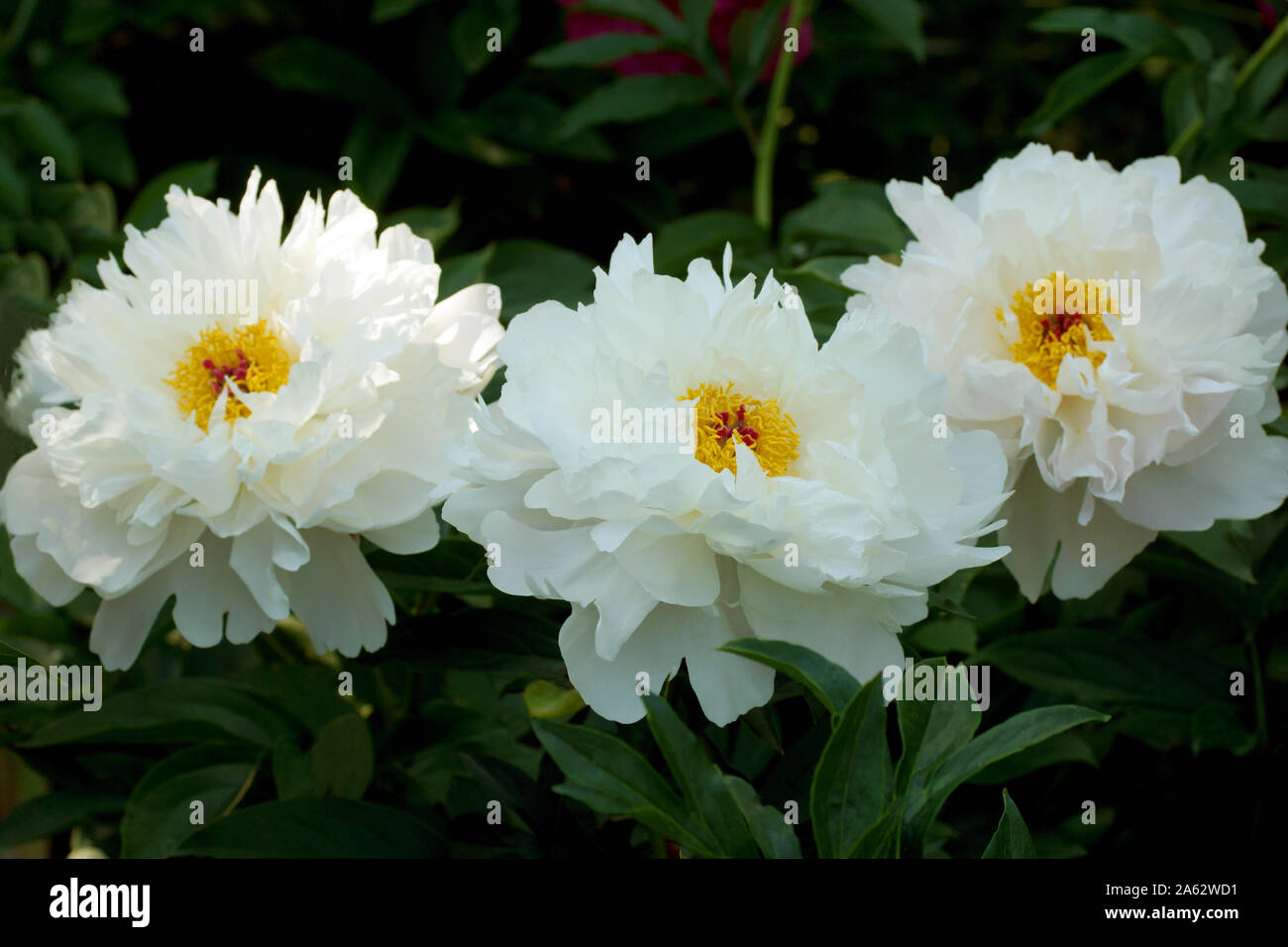 Paeonia Orchid Anne. Trois pivoines. Fleur de pivoine blanche double. Paeonia lactiflora pivoine chinoise (ou même jardin pivoine). Banque D'Images