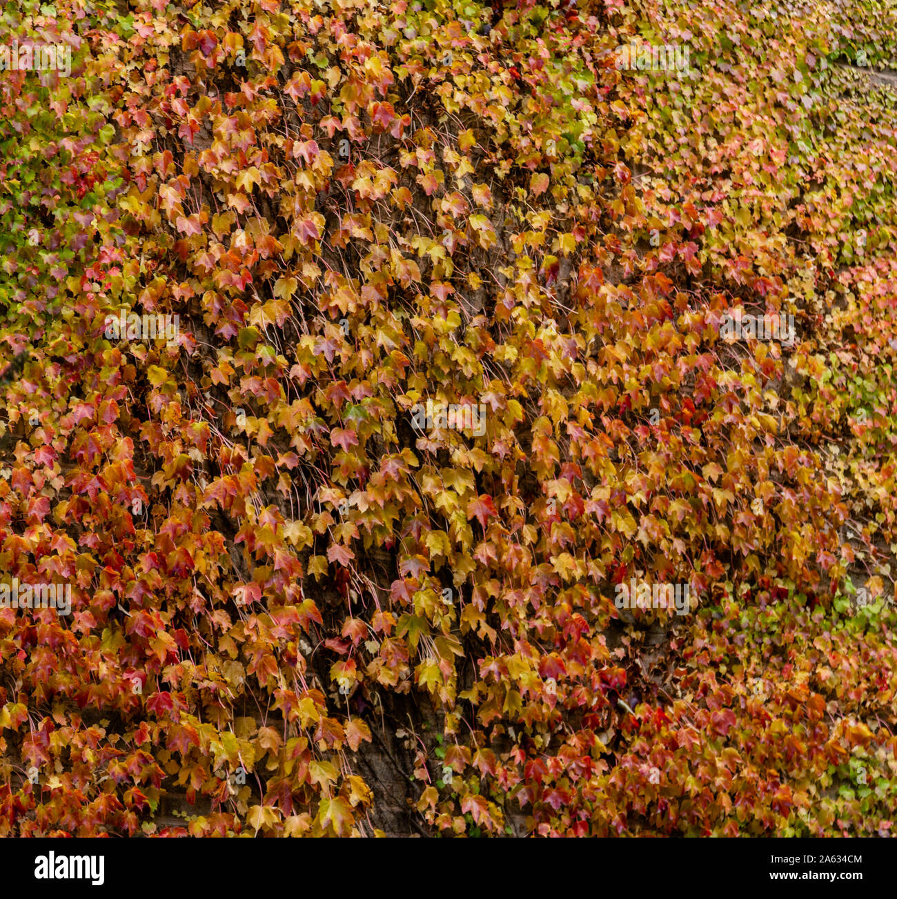 Virginia creeper poussant sur un mur de la maison en automne. Banque D'Images