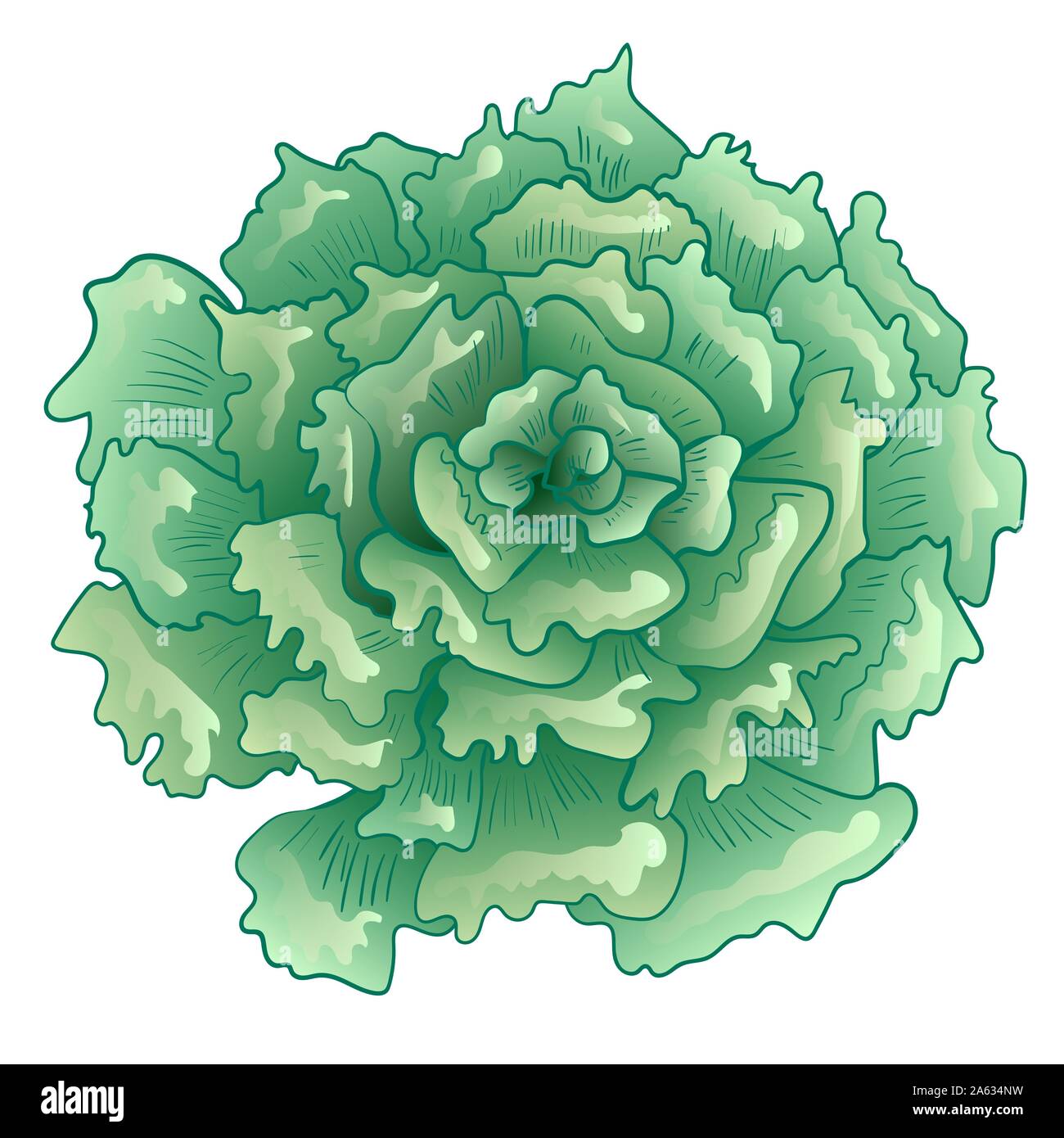 Vector green succulentes fleur tropicale. Botanique Floral fleur. Élément d'illustration isolé. Illustration de Vecteur