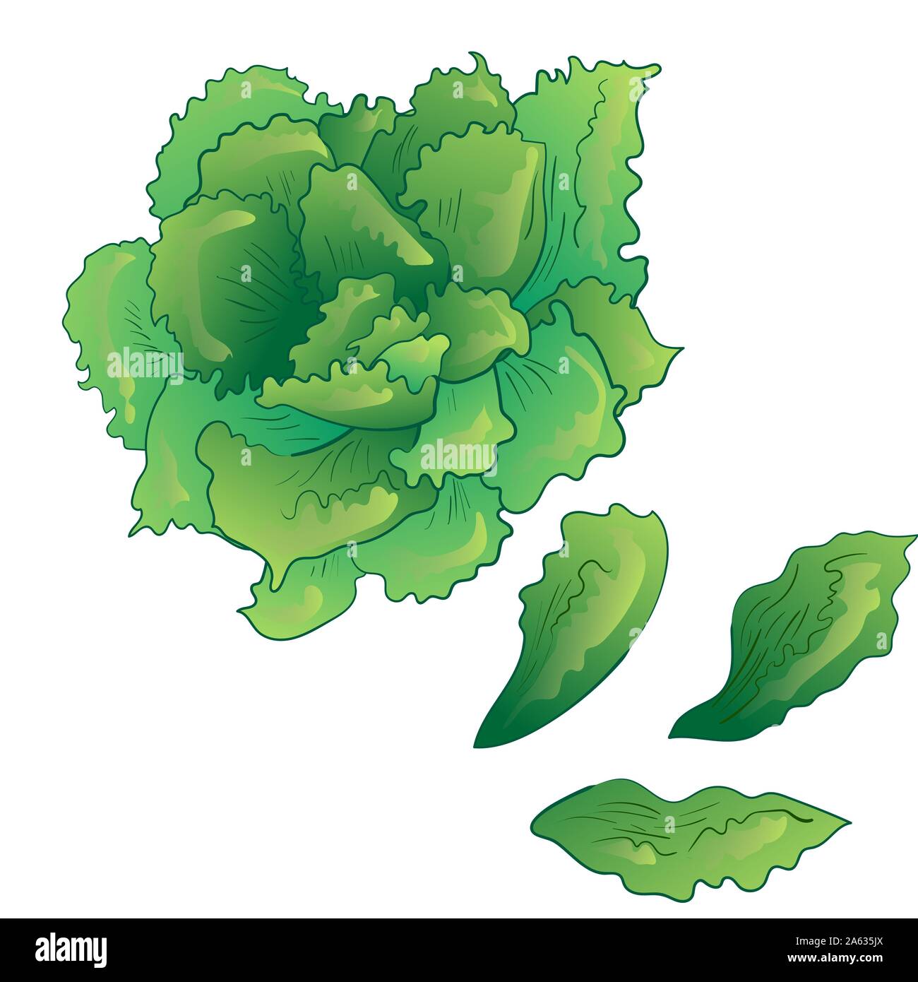 Vector green succulentes fleur tropicale. Botanique Floral fleur. Élément d'illustration isolé. Illustration de Vecteur